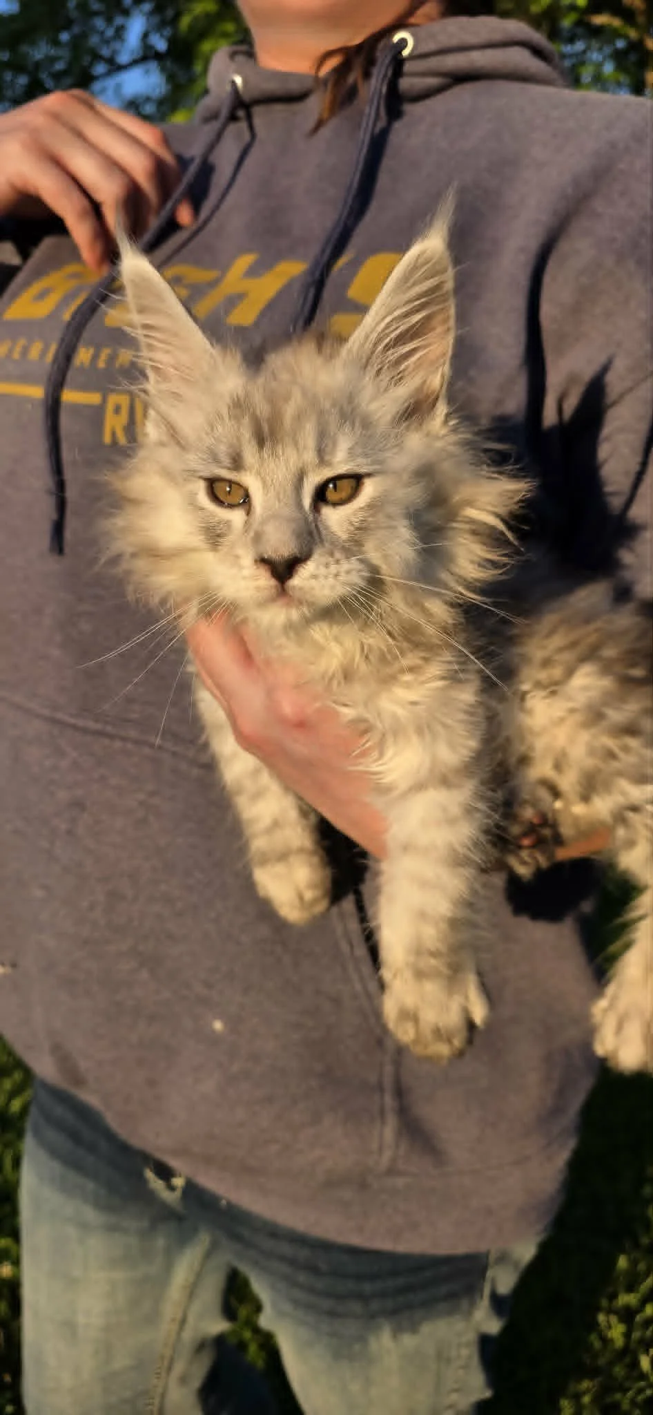 Tempest, Maine Coon kitten