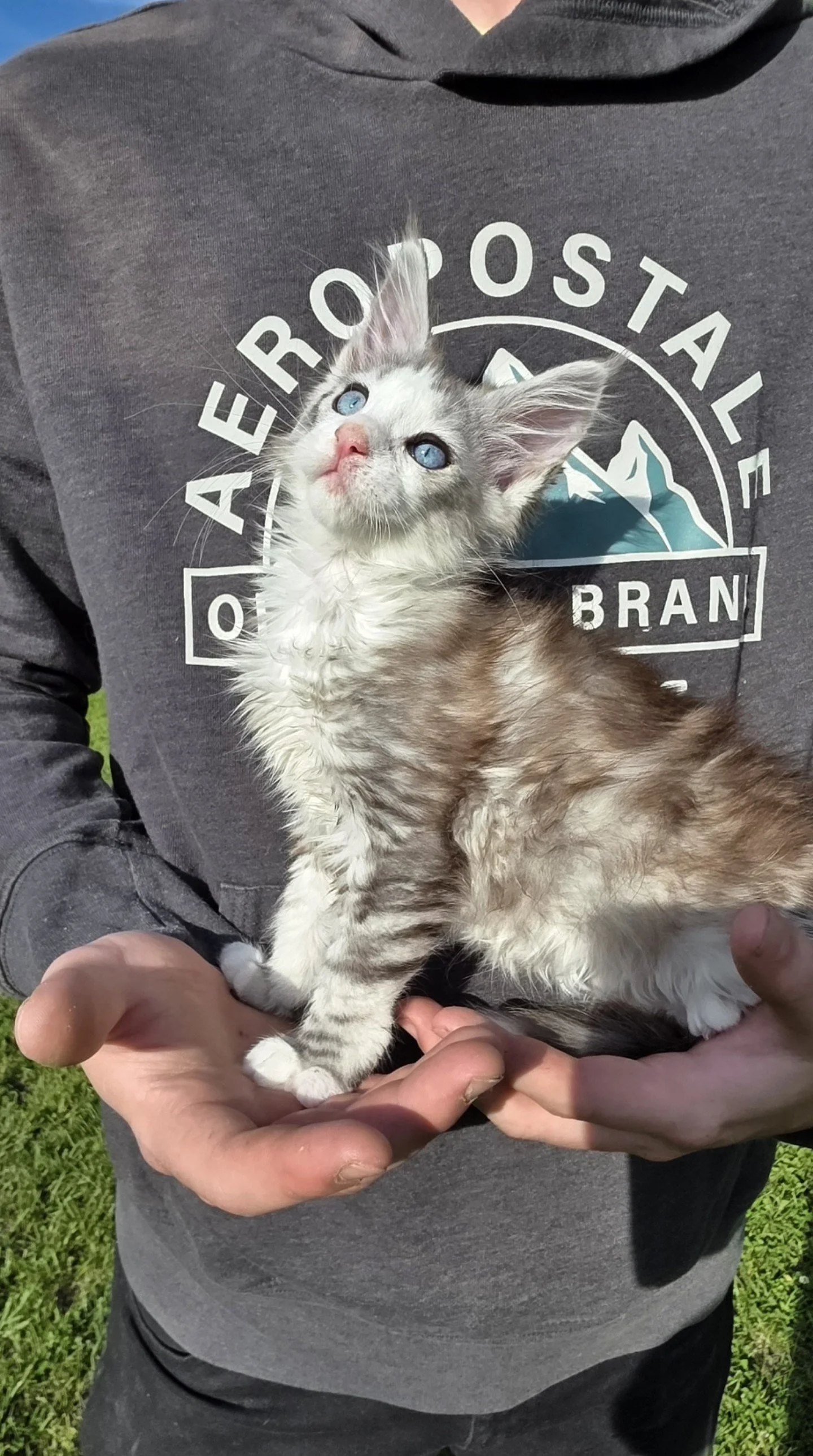Cotton, Maine Coon kitten