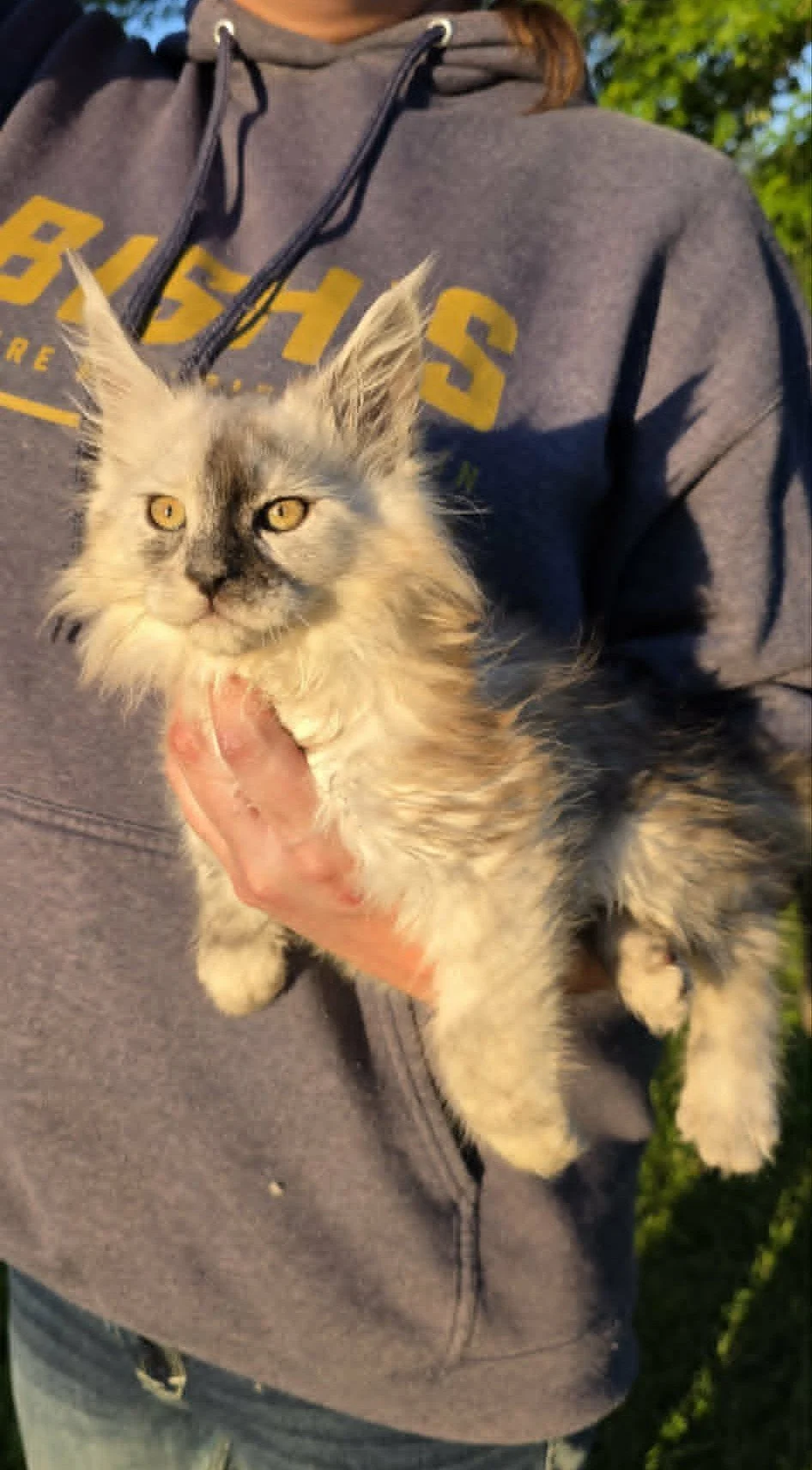 Lightning, Maine Coon kitten