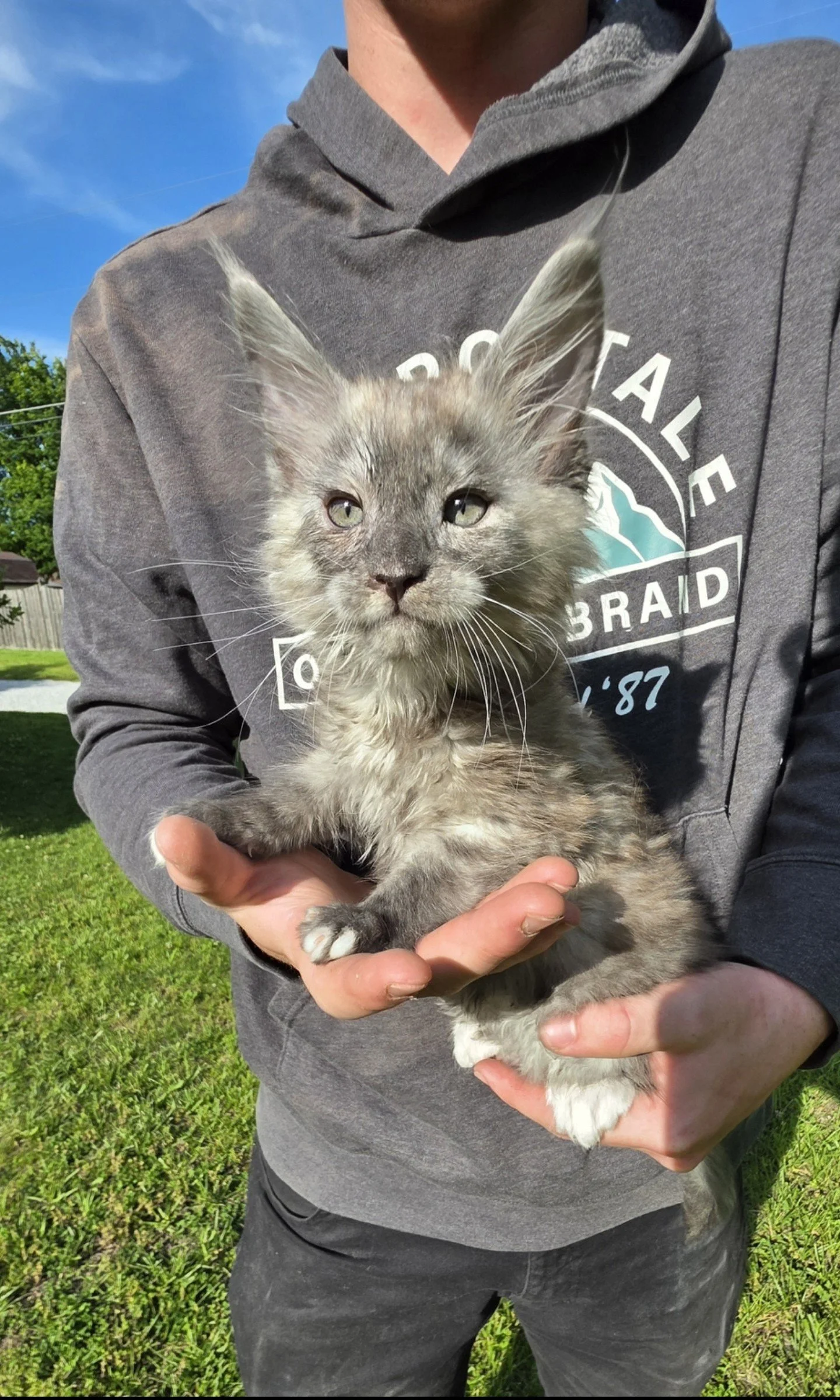 Thunder, Maine Coon kitten