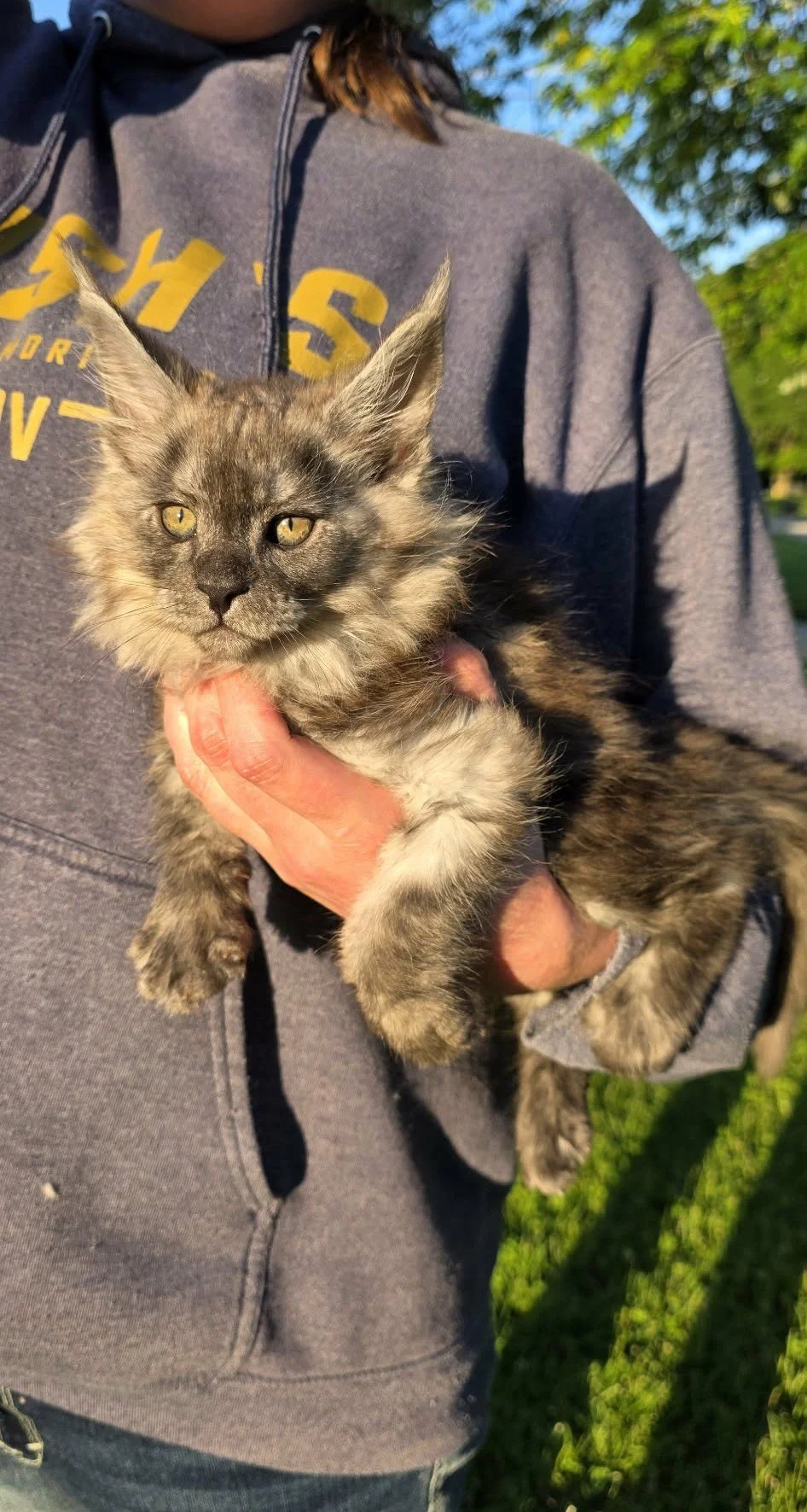 Rainy, Maine Coon kitten