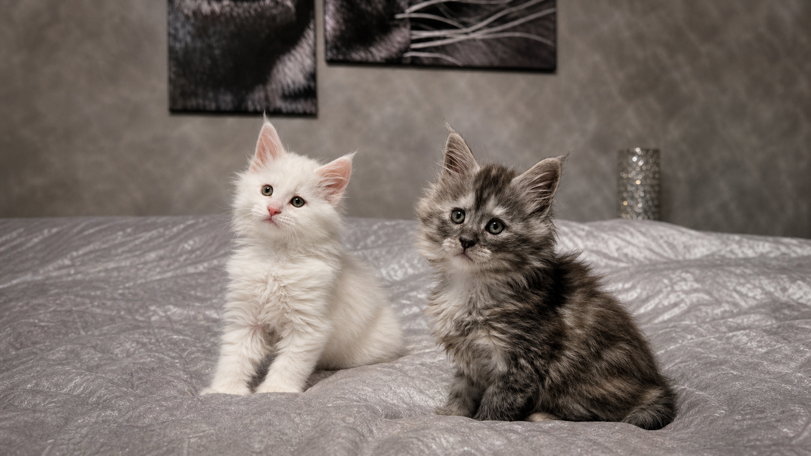 Fall Creek Maine Coon kitten
