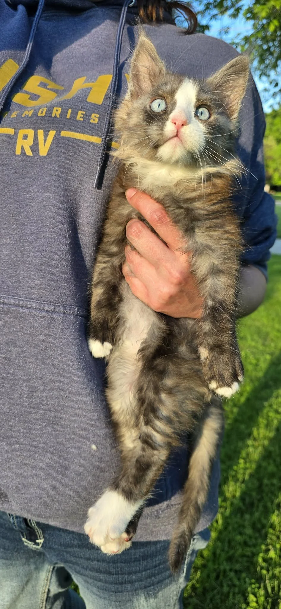 Stormy, Maine Coon kitten