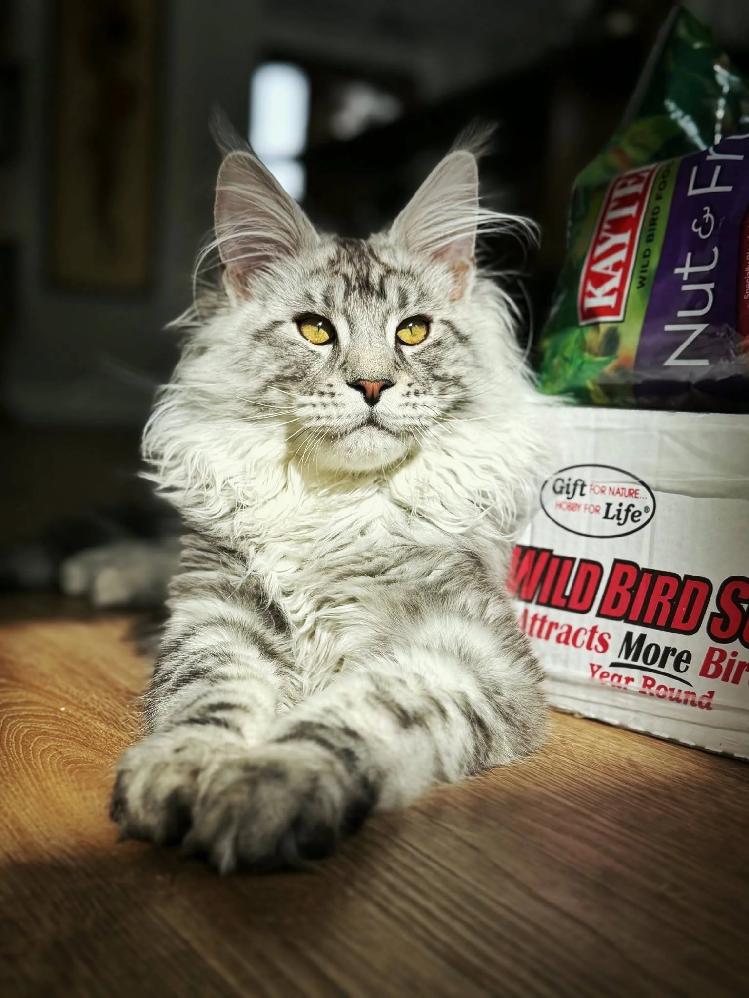 Fall Creek Maine Coons logo