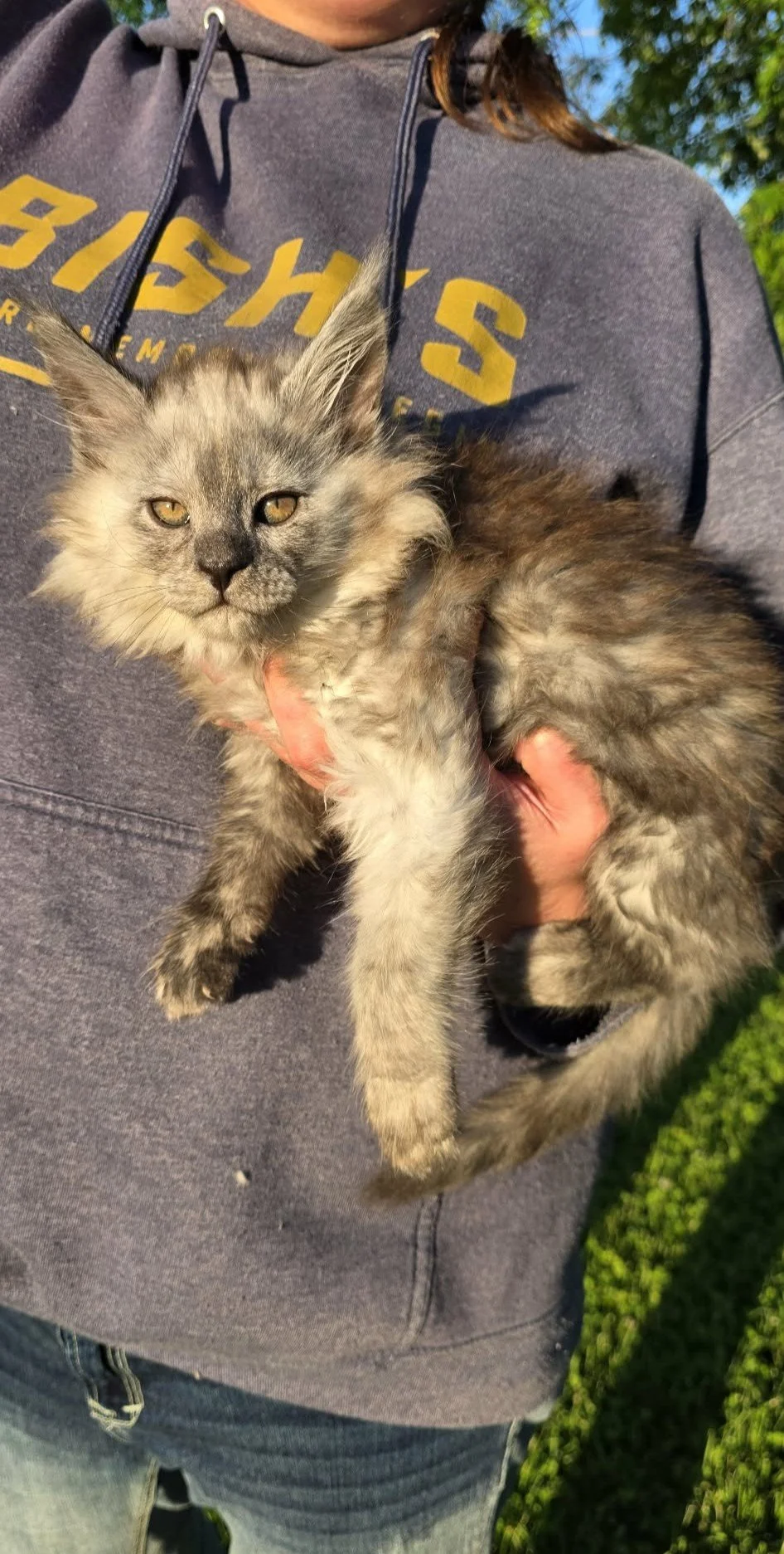 Nimbus, Maine Coon kitten