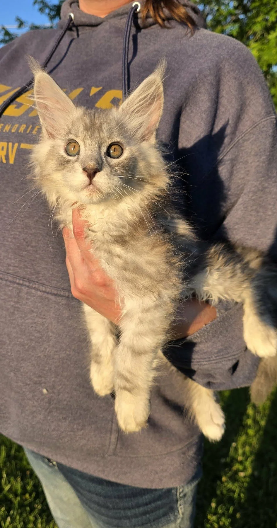 Cyclone, Maine Coon kitten