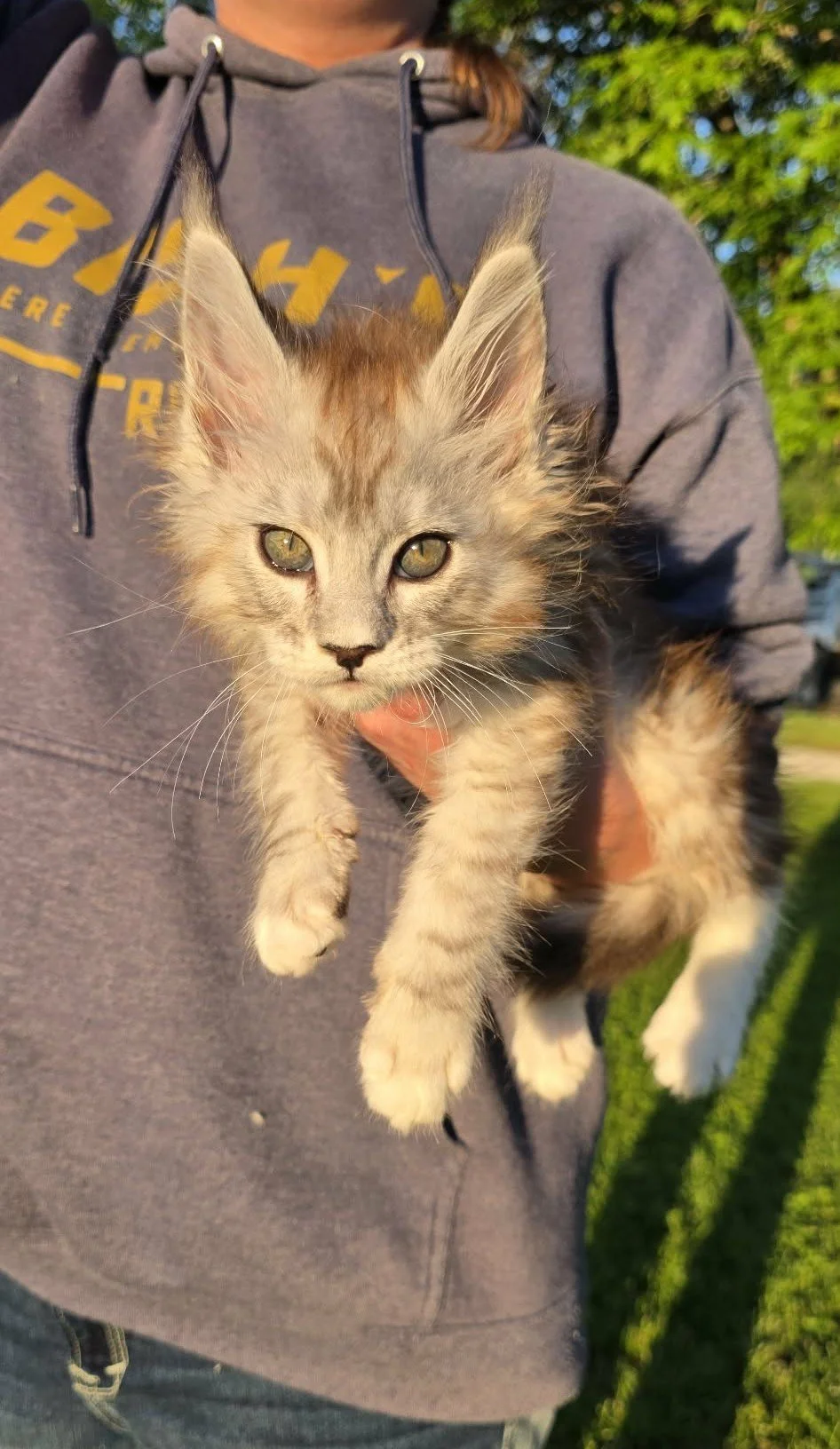 Candy, Maine Coon kitten