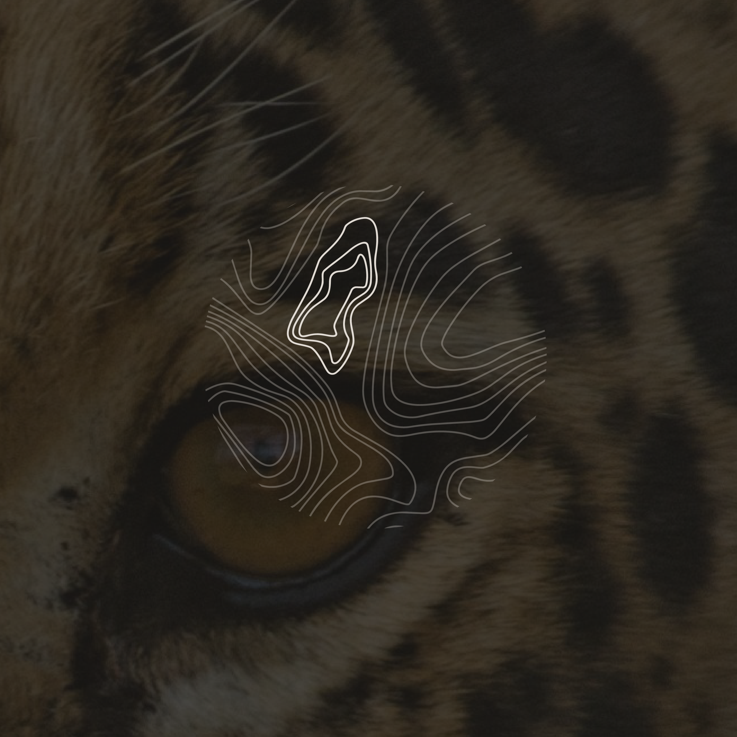 Andes To Amazon submark from the BCLR luxury branding logo suite for Endurance Limits in aid of GOSH, created by a luxury design studio.