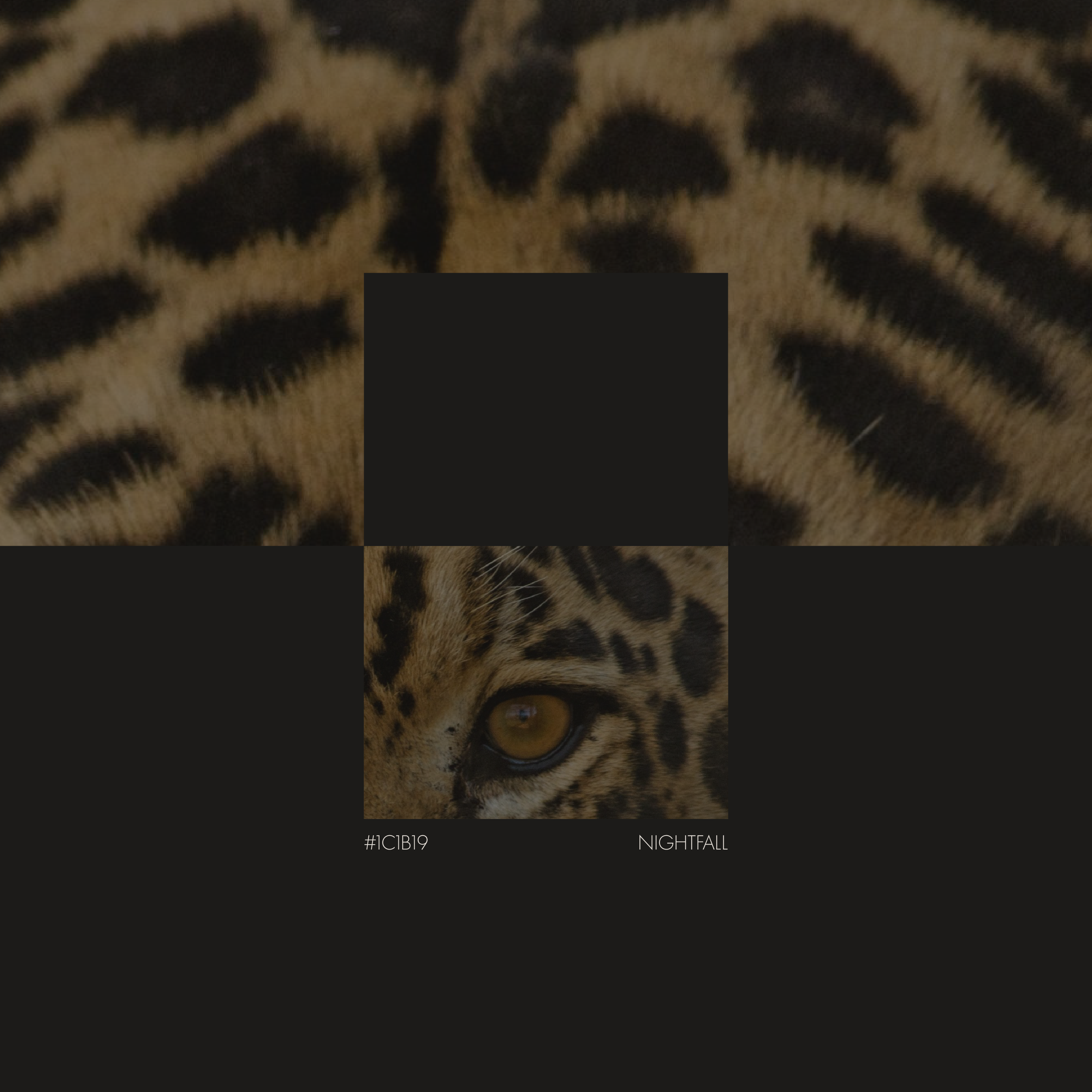 Nightfall colour palette with jaguar pattern for BCLR luxury branding of Endurance Limits in aid of GOSH, by a luxury design studio.