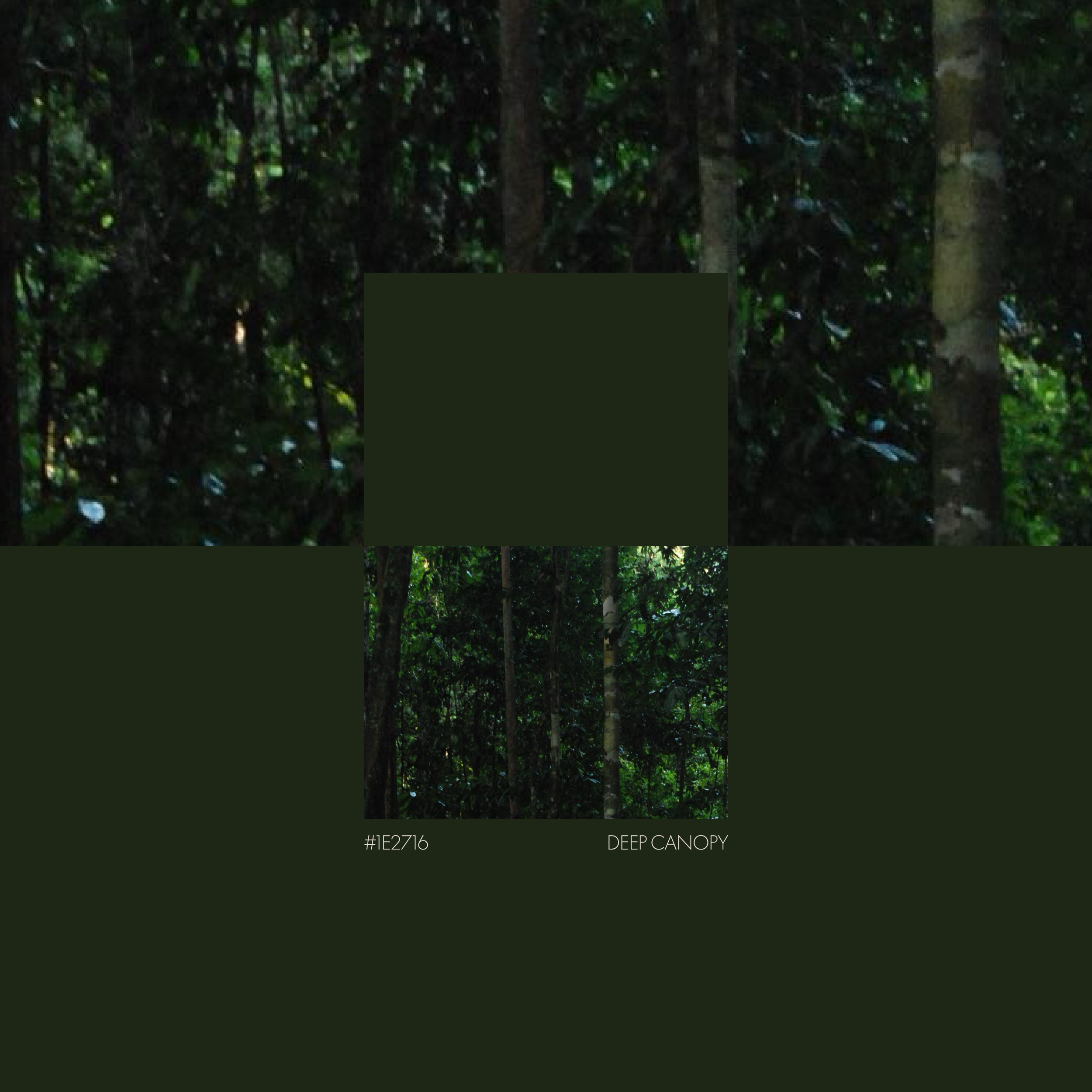 Deep Canopy green colour palette for BCLR luxury branding of Endurance Limits in aid of GOSH, by a luxury design studio.