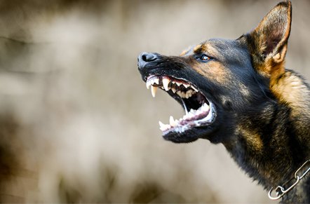 Dog Bites