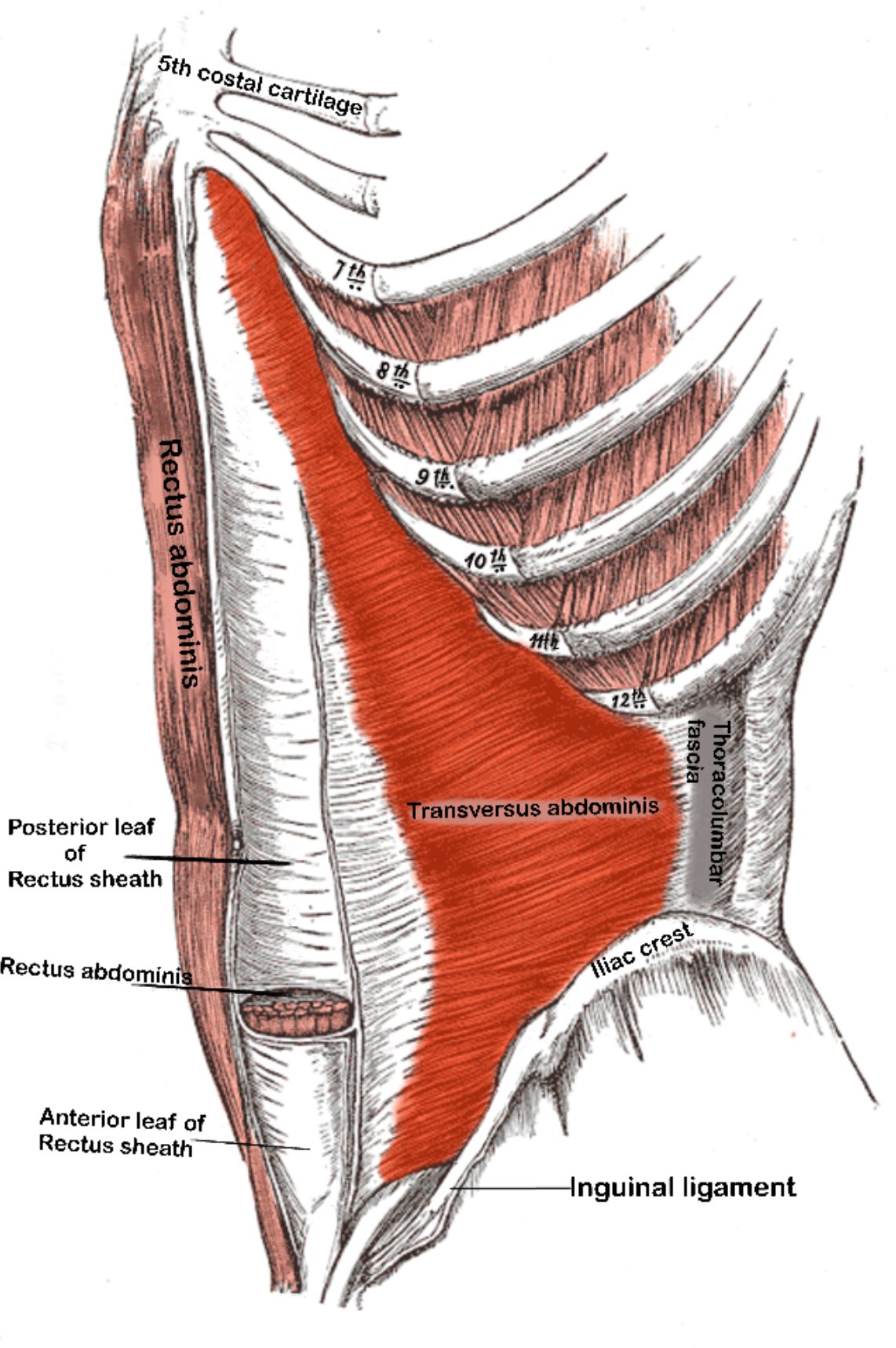 Transversus abdominis muscle