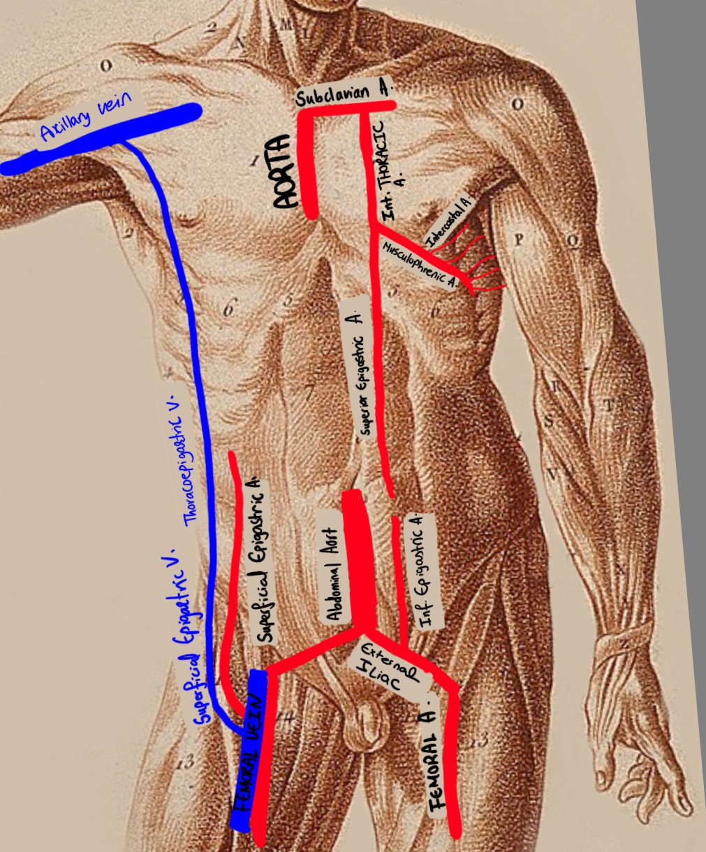 thoracoepigastric vein