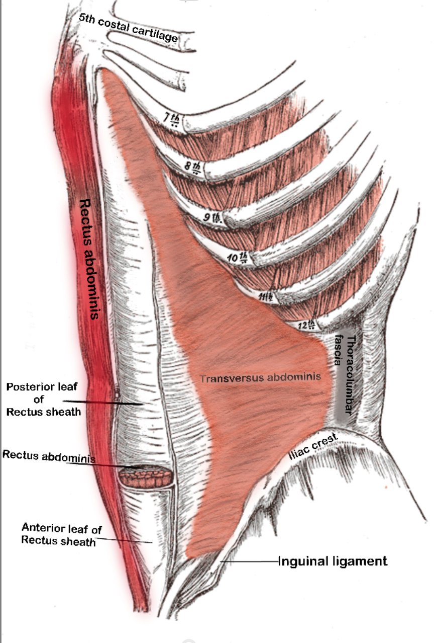 Rectus abdominis muscle