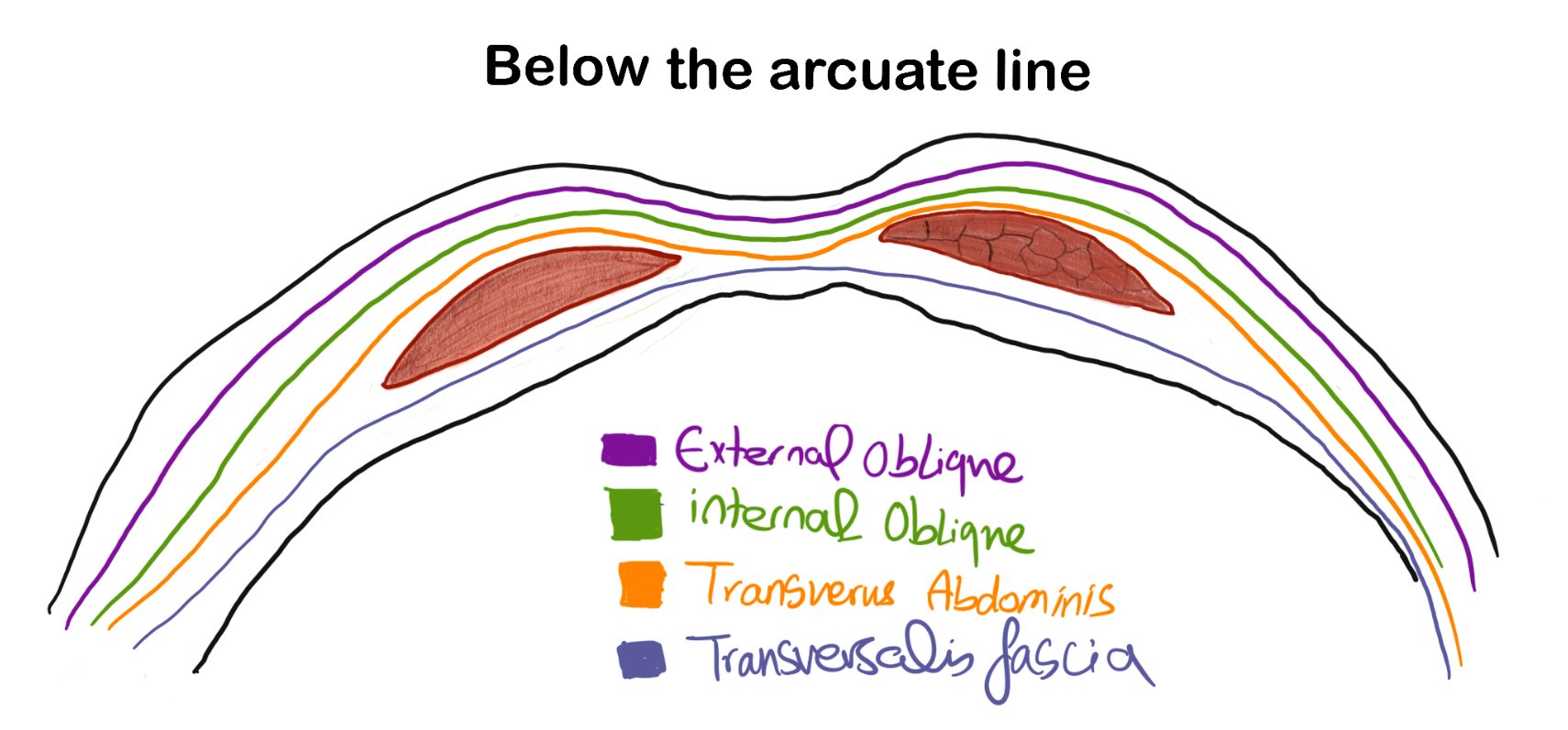 Below the Arcuate line