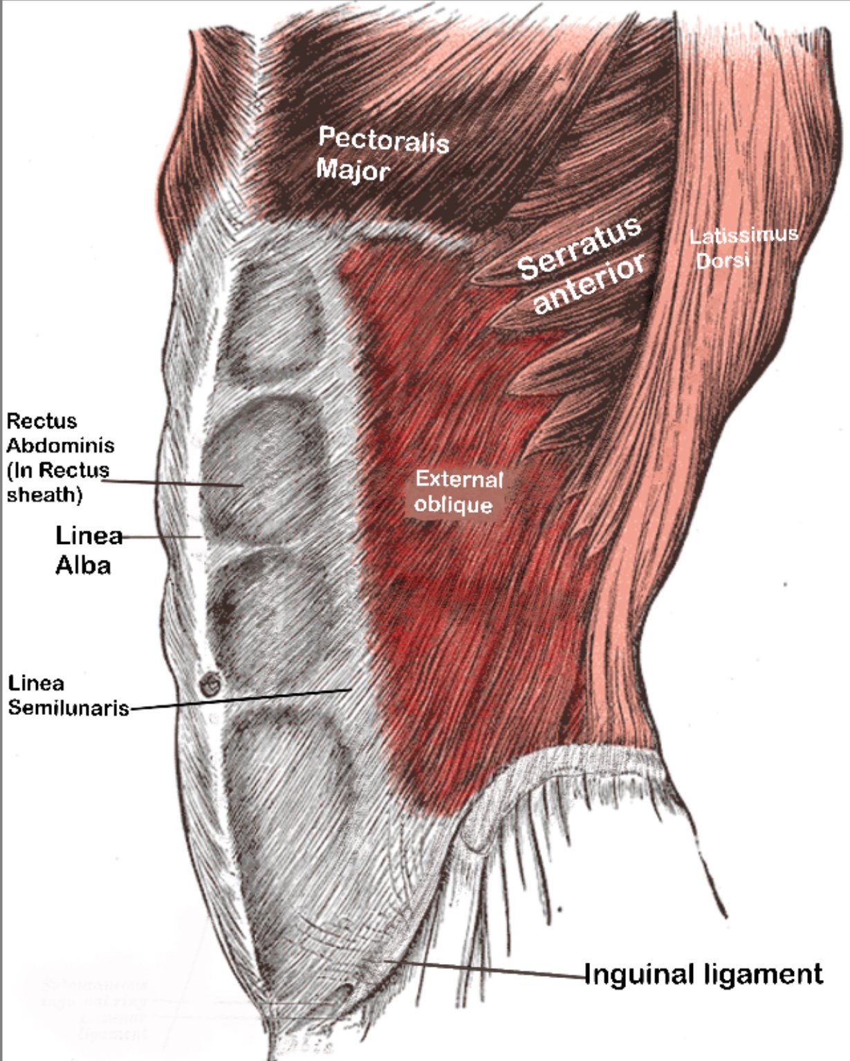 External oblique muscle
