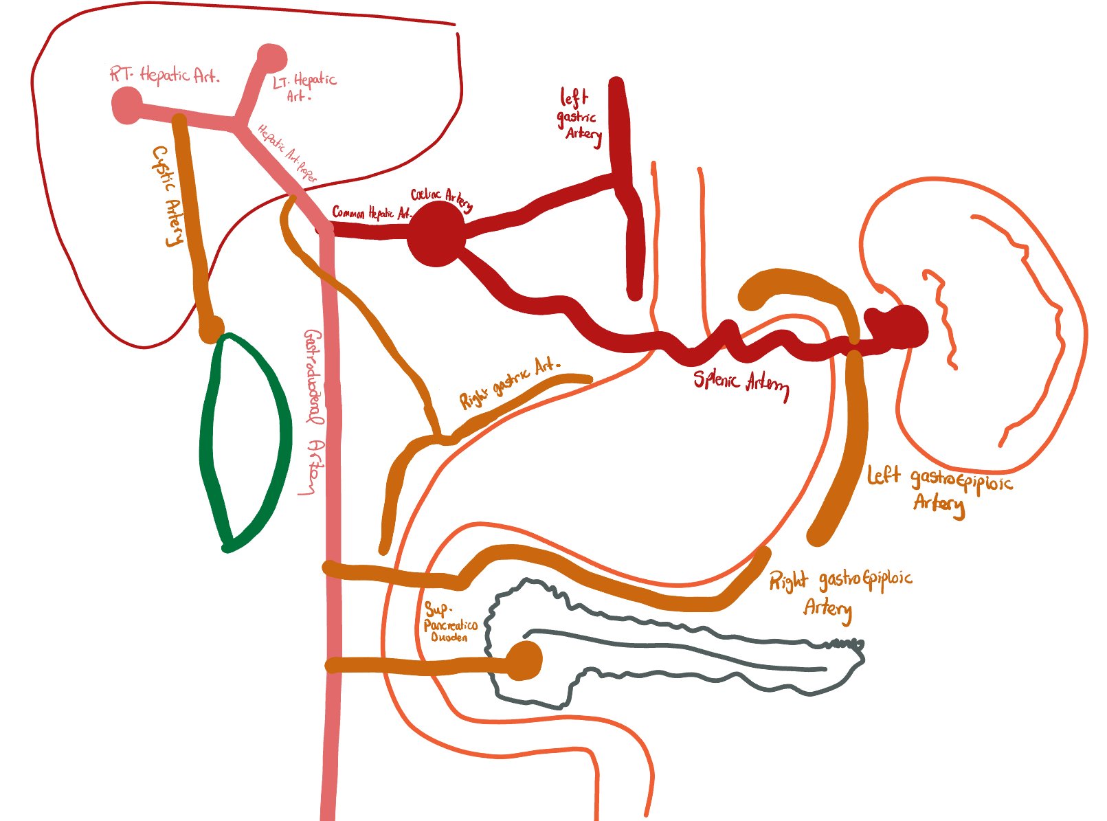 Gallbladder Anatomy