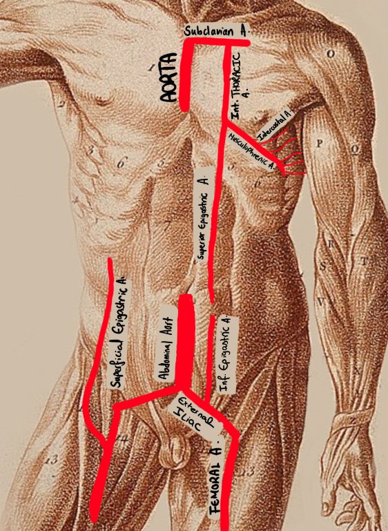ANTERIOR ABDOMINAL ALL ARTERIAL SUPPLY