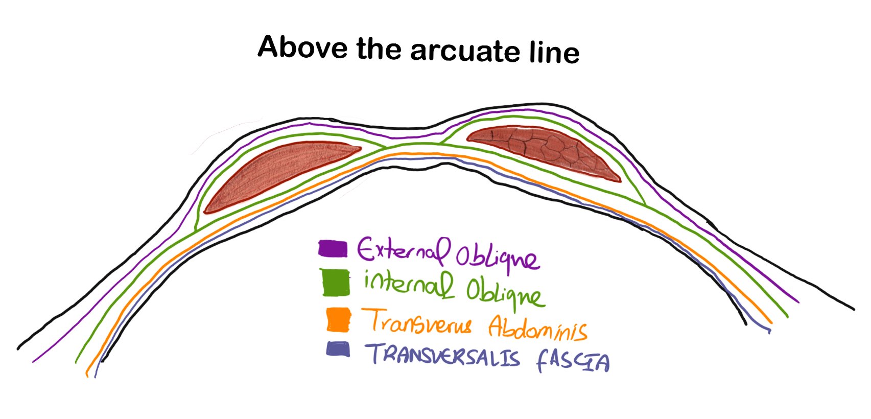 above the arcuate line