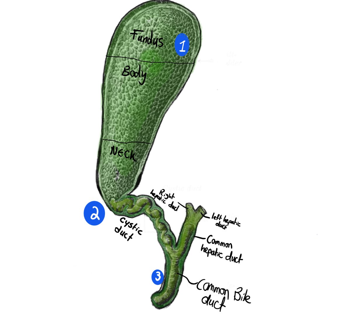 Diagram depicting the location of stones