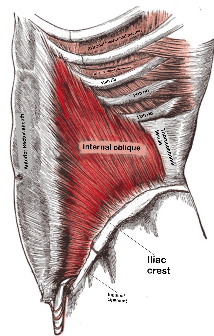 Internal oblique muscle