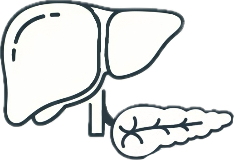 Anatomical illustration of the liver, pancreas, and gallbladder