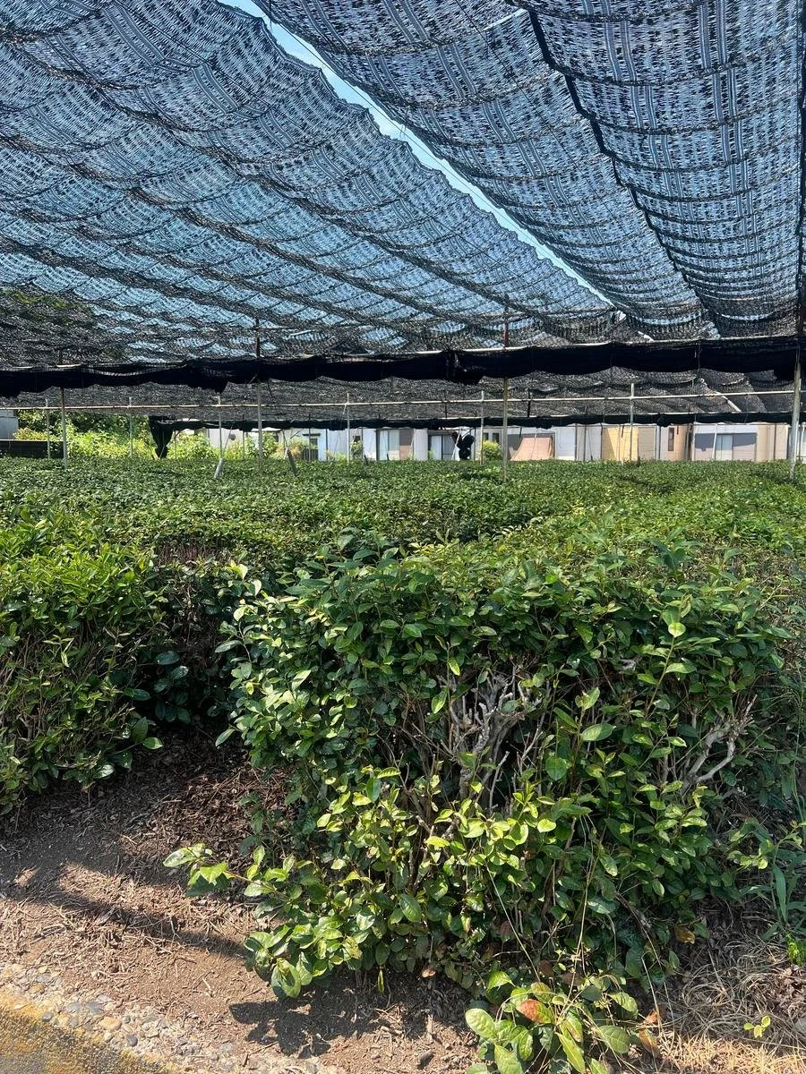 Japanese tea farm fields
