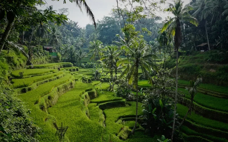 Tegalalang rice terraces with lush tropical palms in Bali