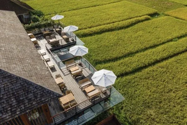 Lush jungle rice terraces with palm trees in Ubud, Bali