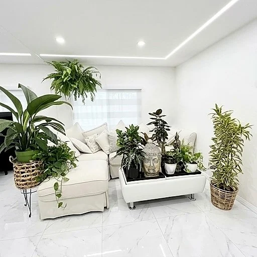 Bright living room styled with indoor plants, a hanging fern and potted succulents