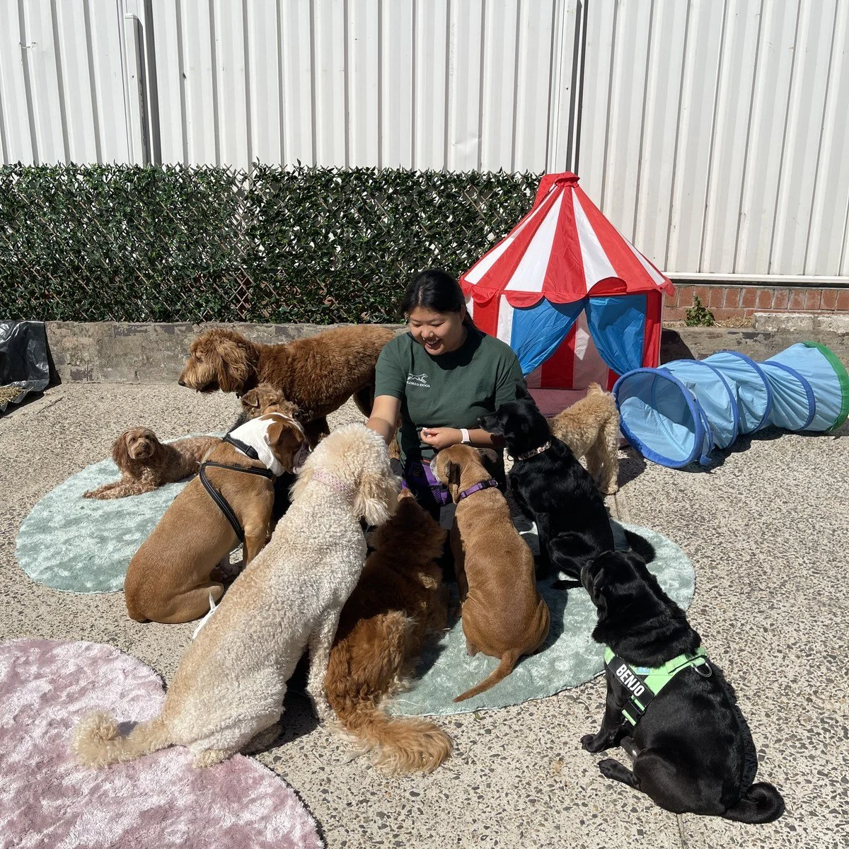Taylor working with a group of dogs on soft rugs in the courtyard