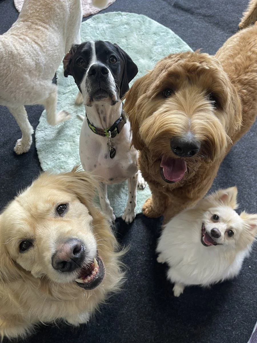 Dogs looking up together on soft rugs