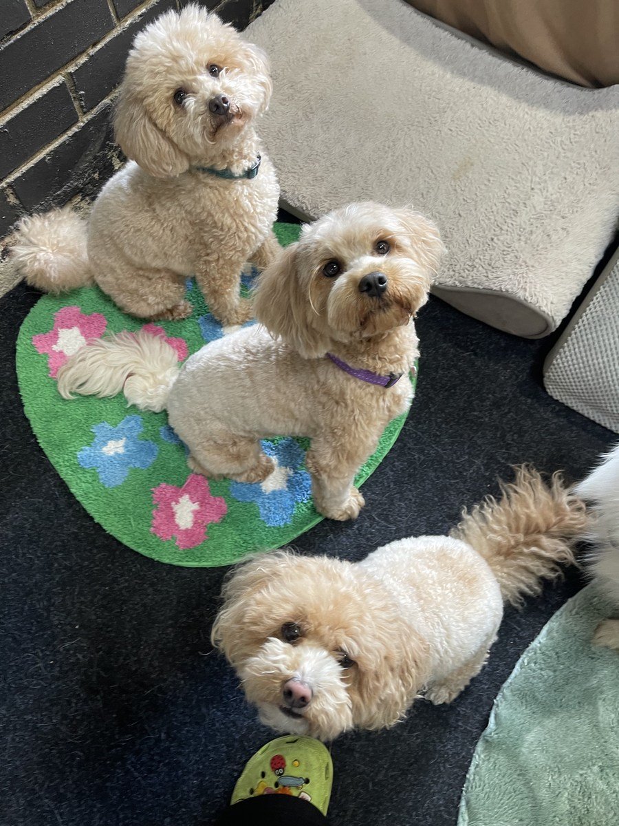 Three dogs looking up from soft rugs beside a cushioned dog bed