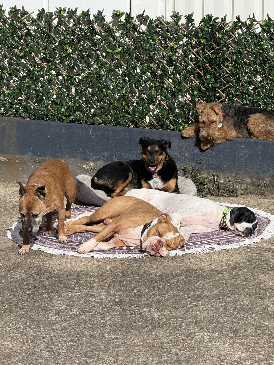 Dogs relaxing together on a rug and bed in the courtyard