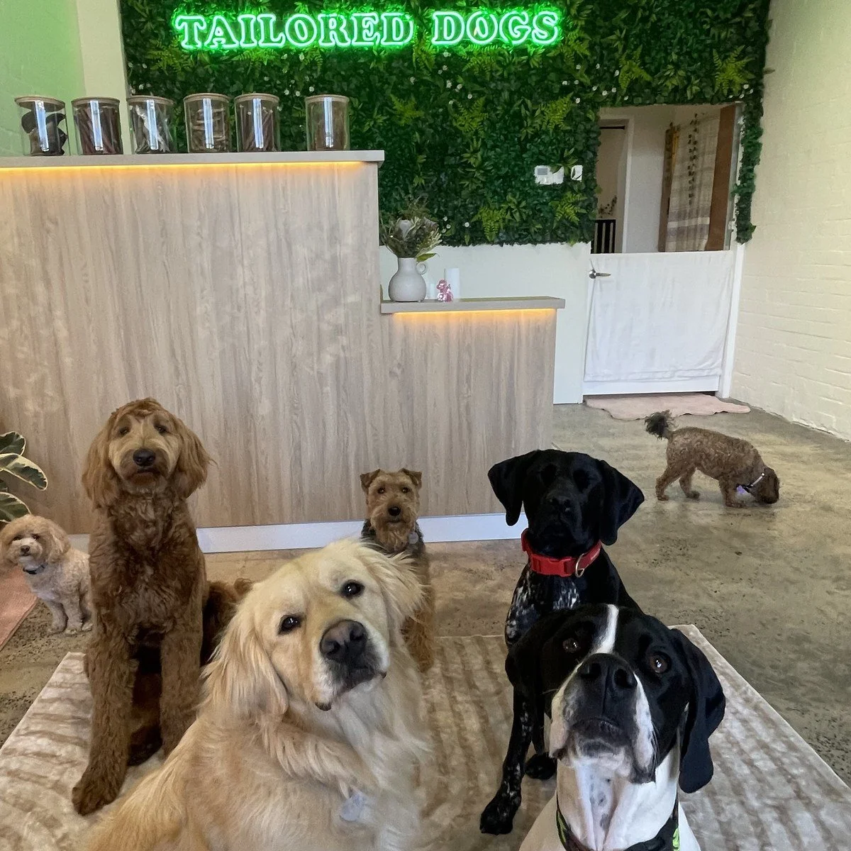 Dogs gathered on a rug in the Tailored Dogs reception