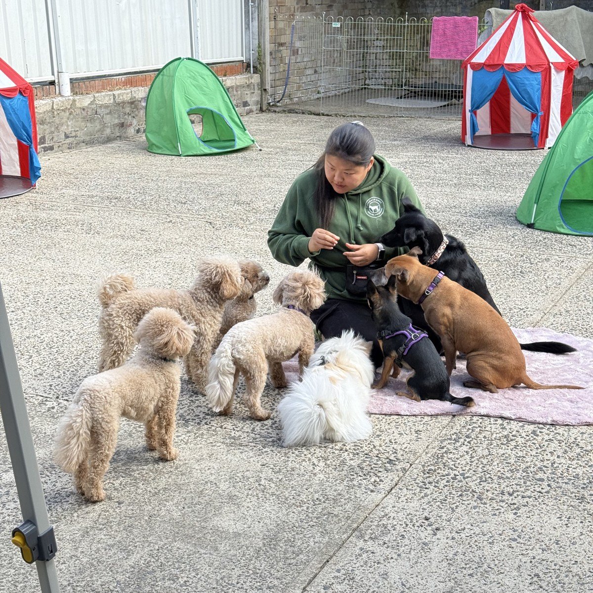 Taylor working with dogs gathered around her in the courtyard