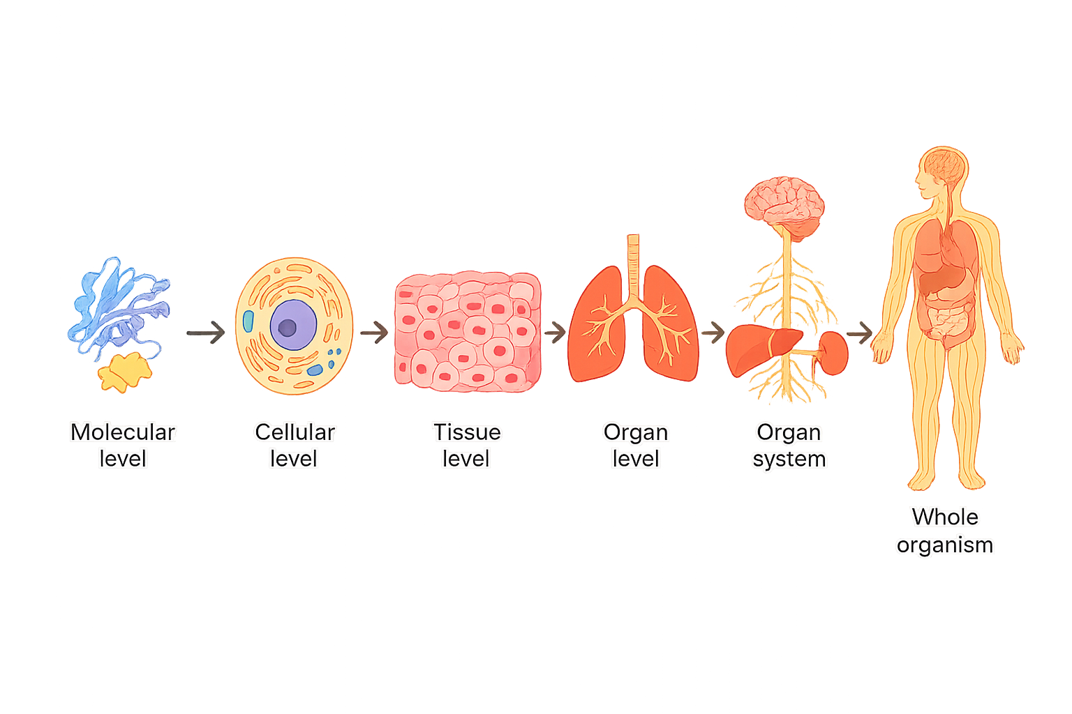 The Levels of Systems Biology showing biological effects across levels of organization.