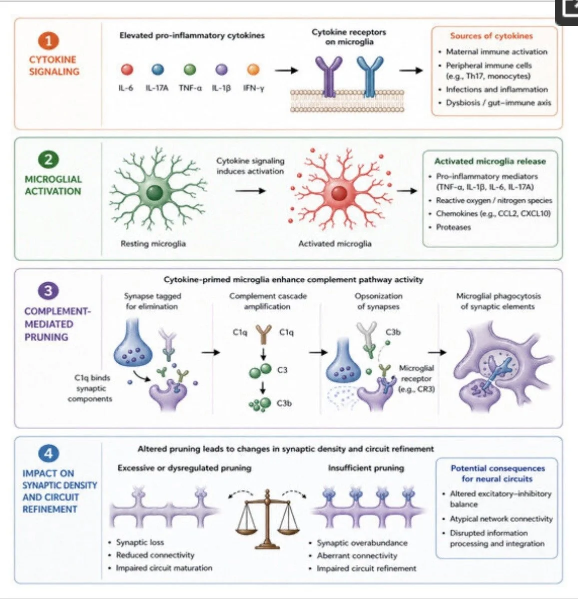 Developmental Neuroimmune Cascade