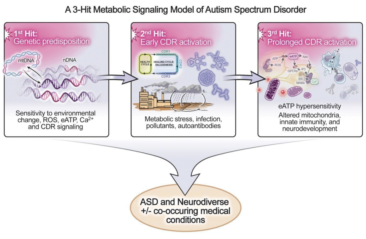 Naviaux 2025 3-Hit model