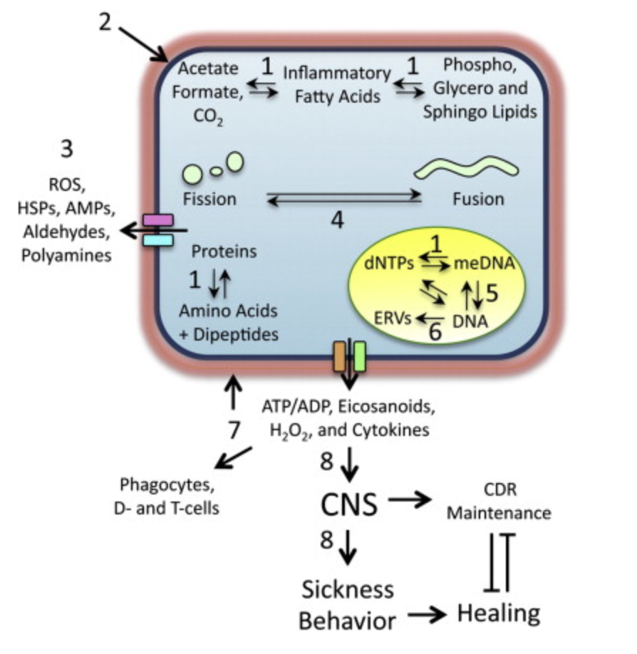 Naviaux original Cell Danger Response model