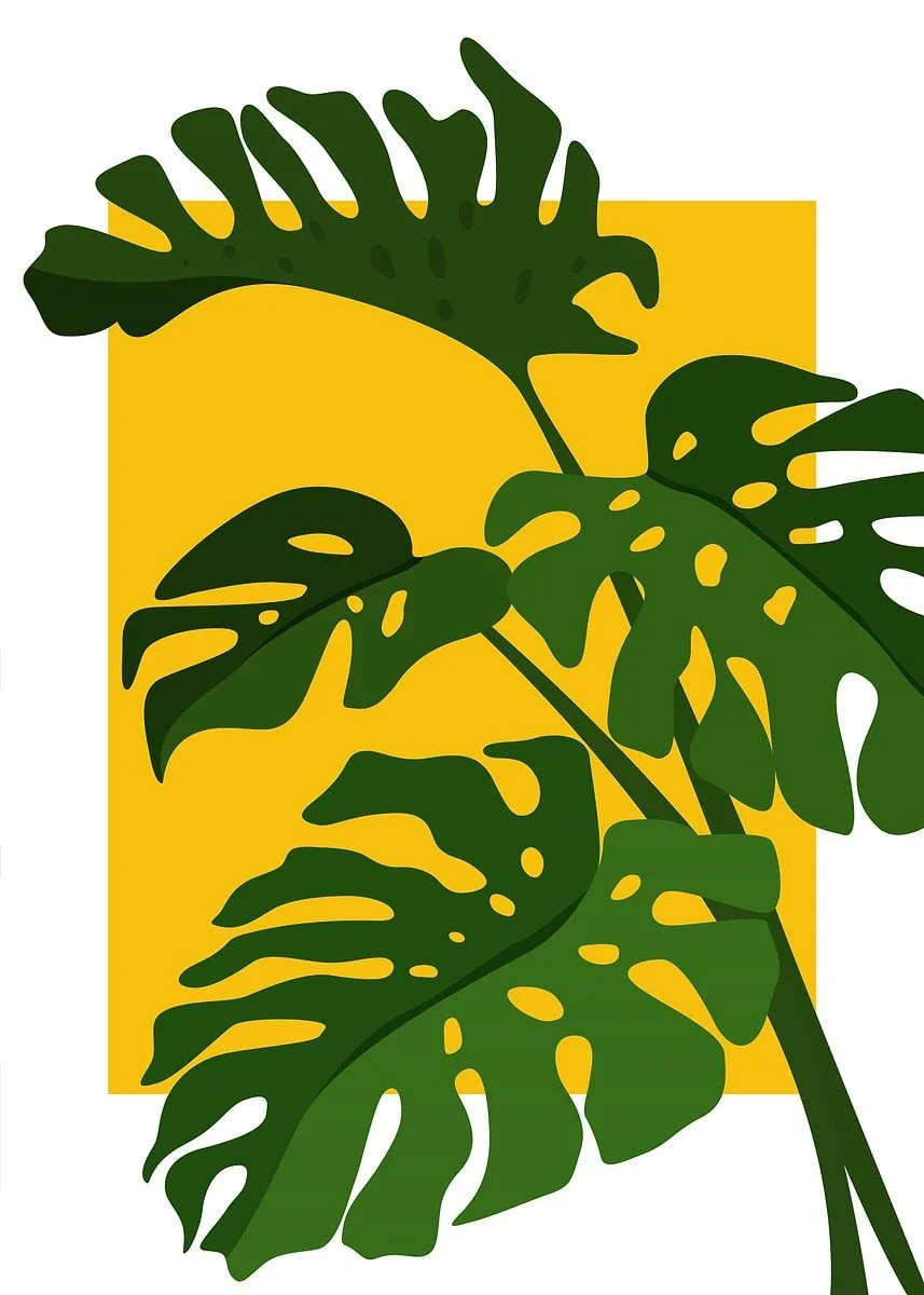 Monstera Palm