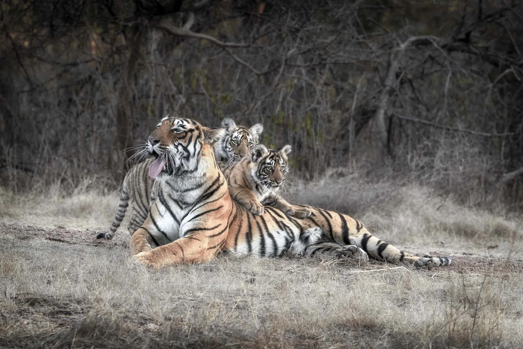 Tiger cubs climbing on the back of their mother Arrowhead as she yawns in Ranthambore National Park