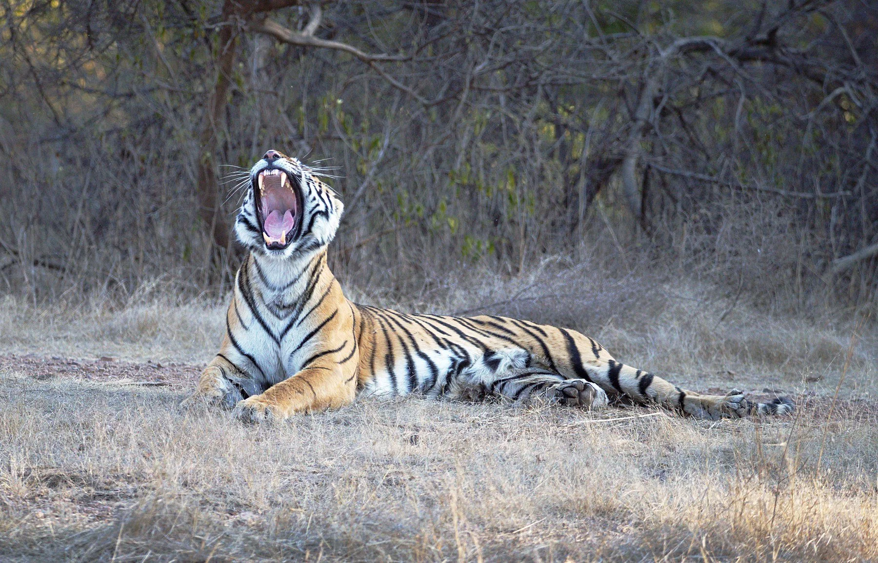Arrowhead the tigress yawning as she lies in the grass in Ranthambore, moments before her cubs appeared
