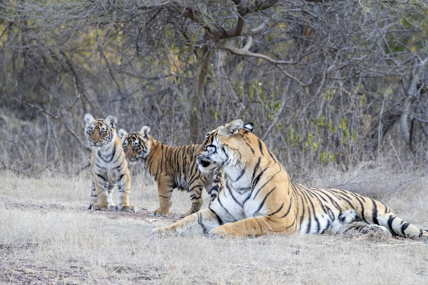 Arrowhead the tigress looking back towards the forest as her two cubs stand beside her in Ranthambore