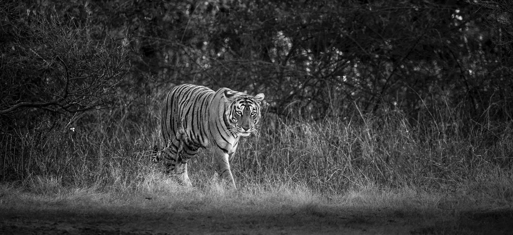 Black and white photograph of Arrowhead the tigress walking through long grass in Ranthambore