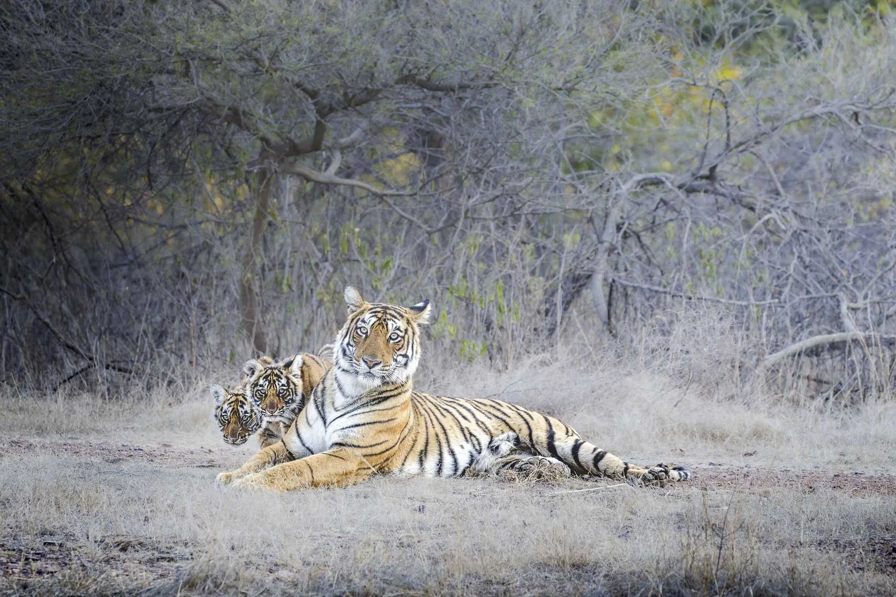 Two tiger cubs peeking out from behind their mother Arrowhead as she lies in a clearing in Ranthambore