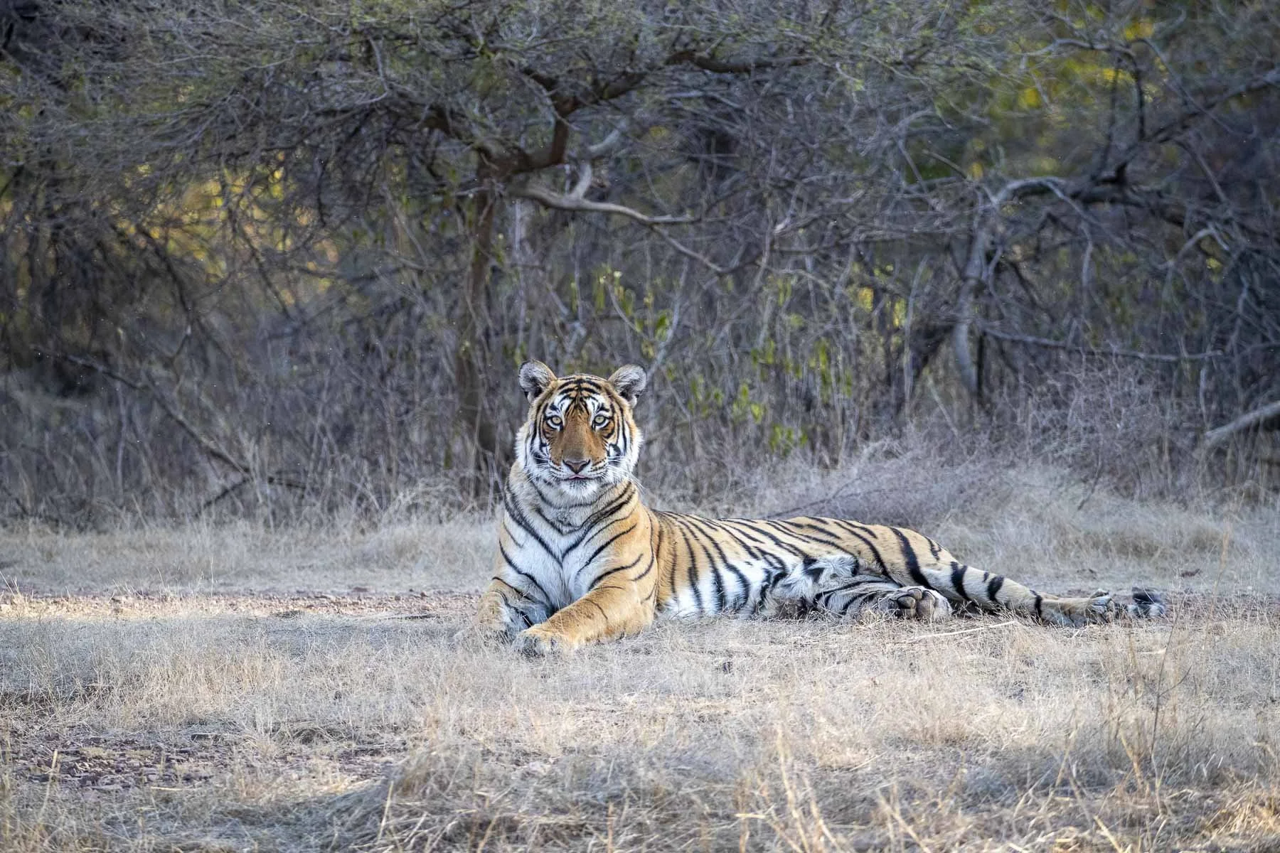 Arrowhead the tigress lying relaxed and alert in a dry grass clearing in Ranthambore