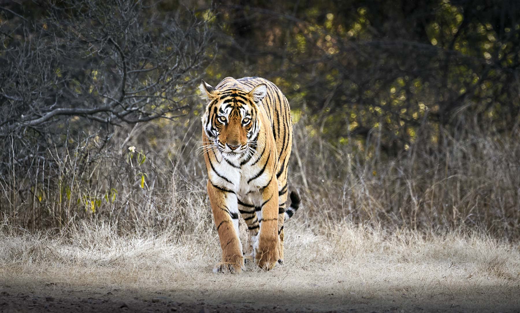 Arrowhead the tigress walking directly towards the camera in Ranthambore, Rajasthan
