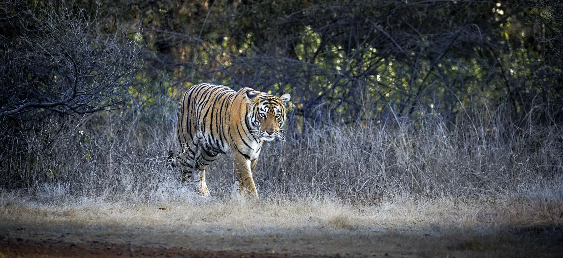 Arrowhead the tigress crossing a clearing at the edge of the forest in Ranthambore National Park