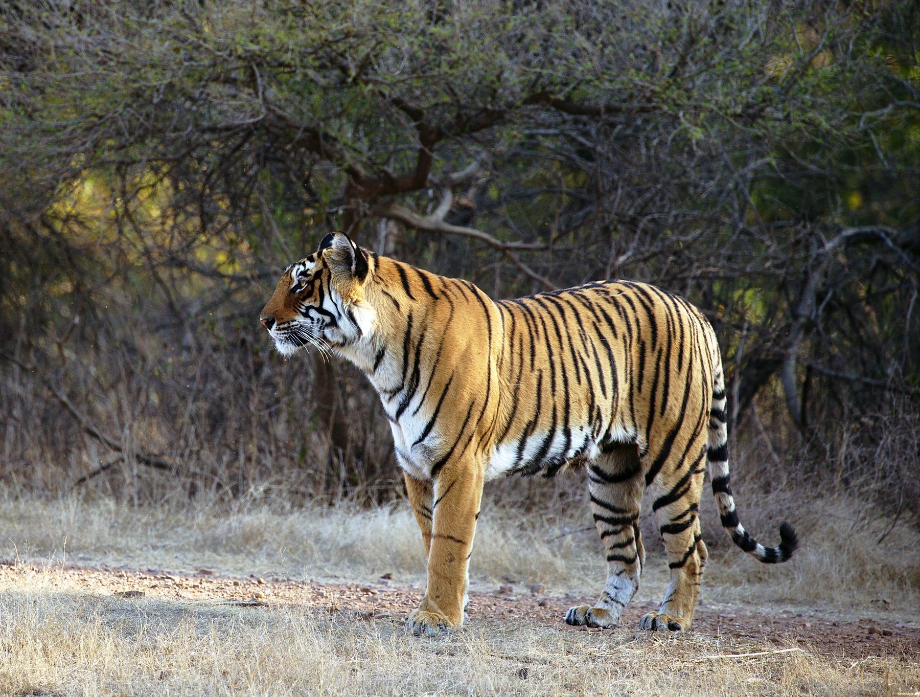 Arrowhead the tigress standing in the clearing in Ranthambore, looking back towards the forest before bringing out her cubs
